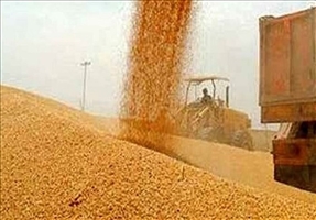 خرید تضمینی گندم در کشور از 1.5 میلیون تُن فراتر رفت